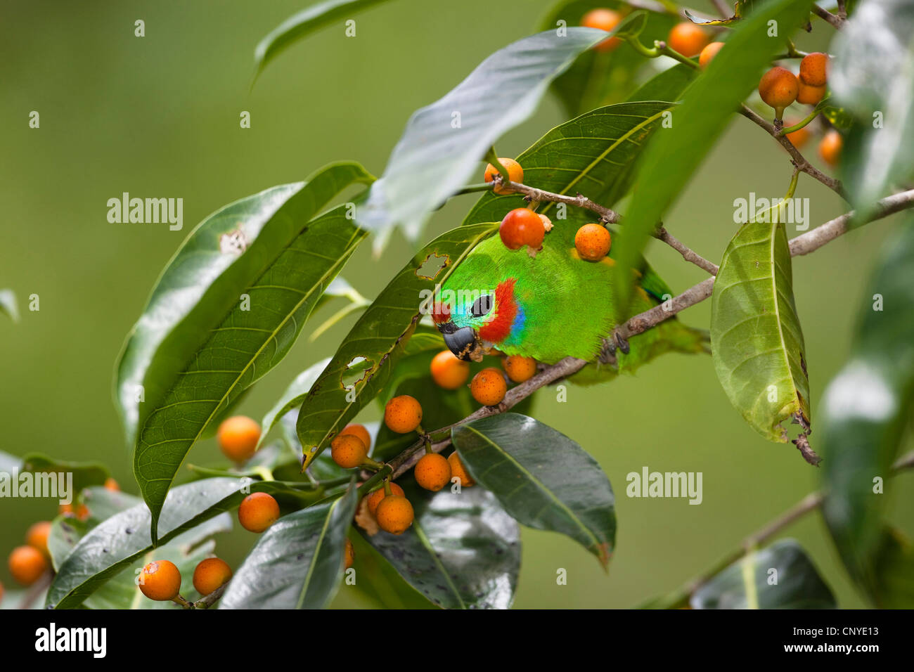Double-eyed Fig-parrot (Cyclopsitta diophthalma macleayana), sitting on a branch feeding on orange fruits, Australia, Queensland, Daintree National Park Stock Photo