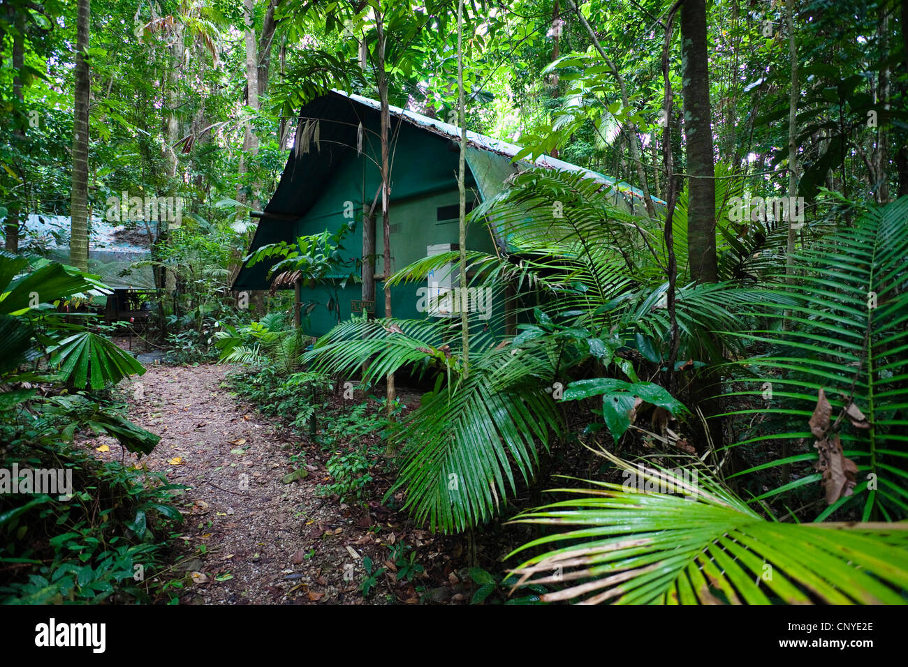 Camp in rainforest, Australia, Queensland, Daintree National Park