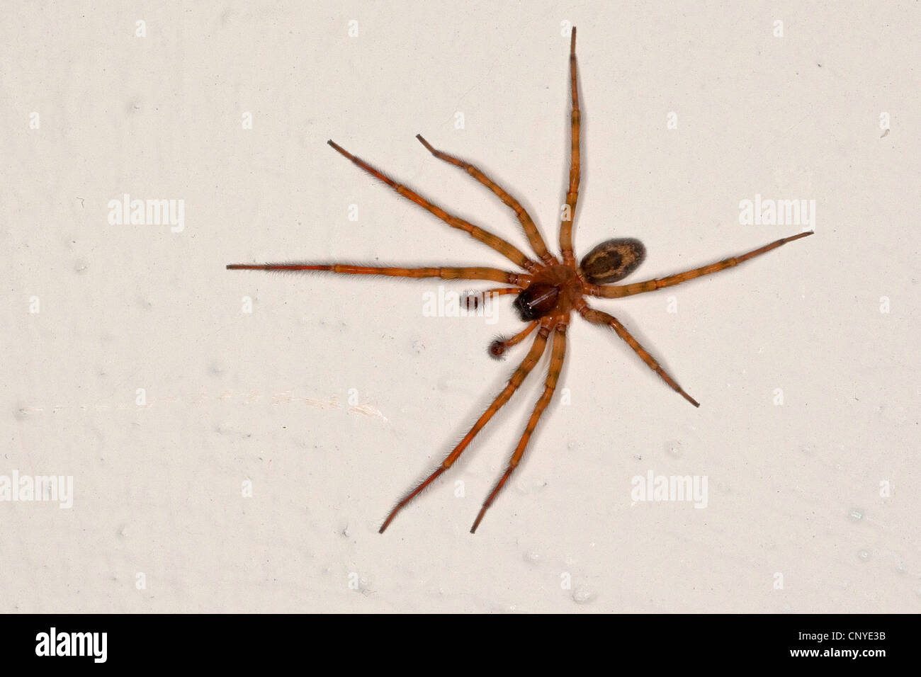 lace weaver spider, window lace weaver (Amaurobius similis), male at a room wall Stock Photo