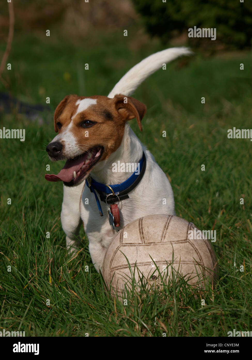 Jack Russell cross dog, UK Stock Photo Alamy