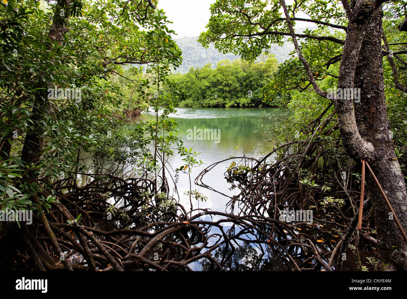 mangroves Daintree Nationalpark, Australia, Queensland, Daintree National Park Stock Photo