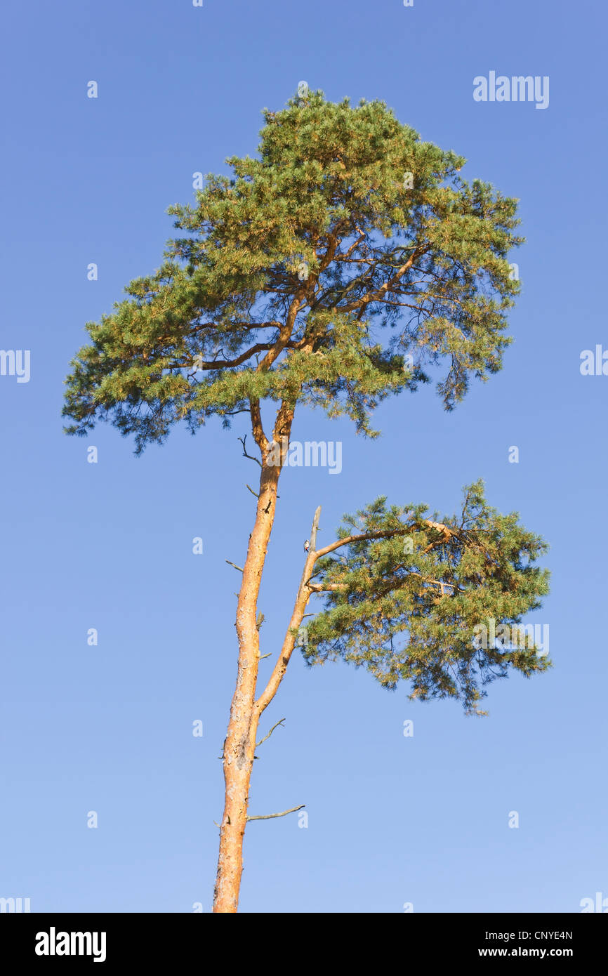 Tree dying hires stock photography and images Alamy