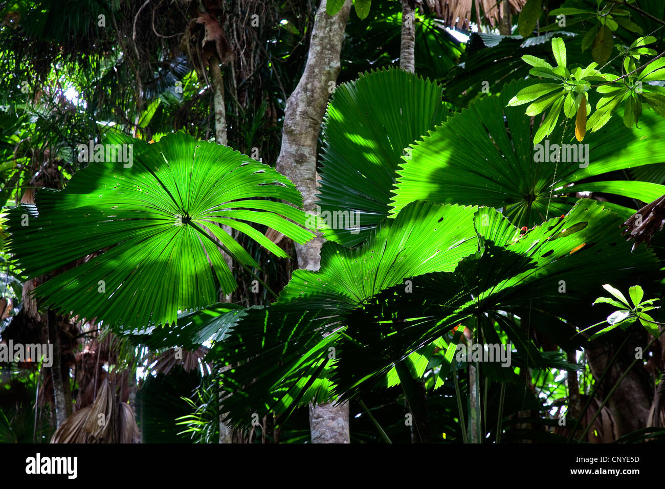 Red latan palm, Australian Fan Palm (Licuala ramsayi), Fan Palms in rainforest, Australia, Queensland, Daintree National Park Stock Photo