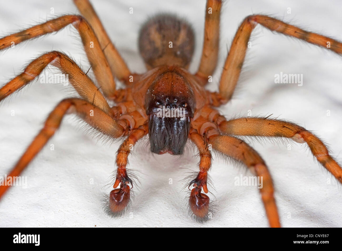 lace weaver spider, window lace weaver (Amaurobius similis), male at a room wall with the mouthparts clearly to see Stock Photo