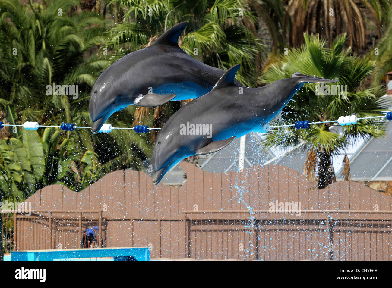 bottle-nose Dolphin, bottlenosed dolphin, common bottle-nosed dolphin (Tursiops truncatus), two animals synchronously jumping over a bar during a show in a dolphinarium Stock Photo