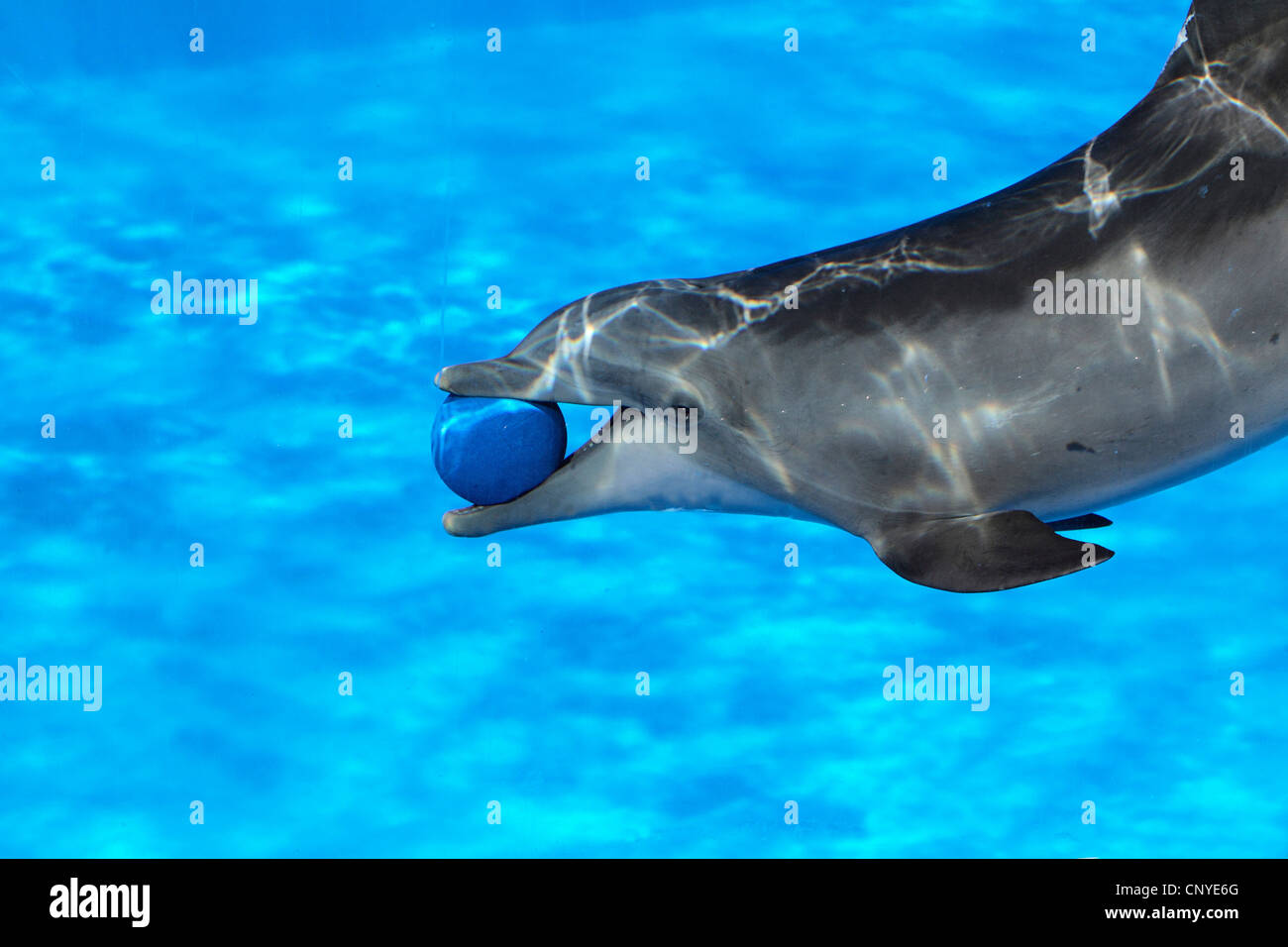 bottle-nose Dolphin, bottlenosed dolphin, common bottle-nosed dolphin (Tursiops truncatus), swimming with a ball in the snout during a show in a dolphinarium Stock Photo