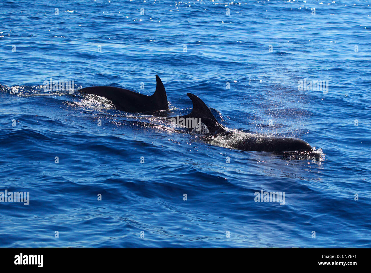 bottle-nose dolphin, bottlenosed dolphin, common bottle-nosed dolphin (Tursiops truncatus), three animals swimming at the water surface Stock Photo