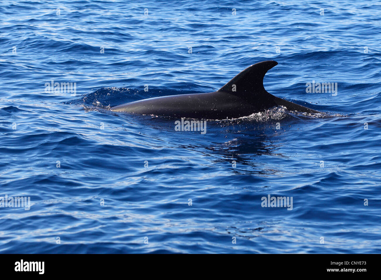 bottle-nose dolphin, bottlenosed dolphin, common bottle-nosed dolphin (Tursiops truncatus), swimming at the water surface Stock Photo