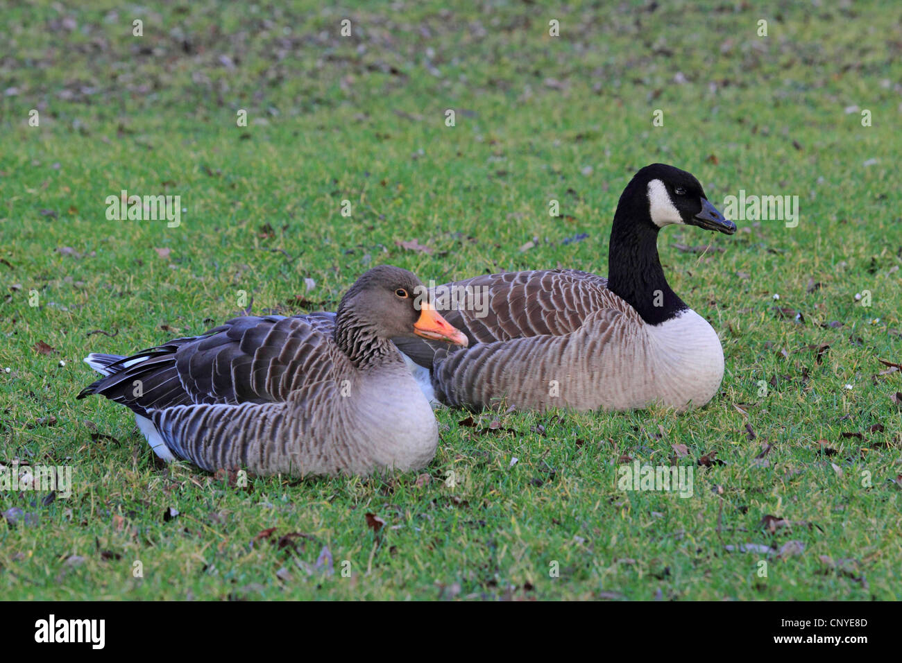 greylag goose (Anser anser), sitting on a lawn beside a Canada goose, Germany Stock Photo