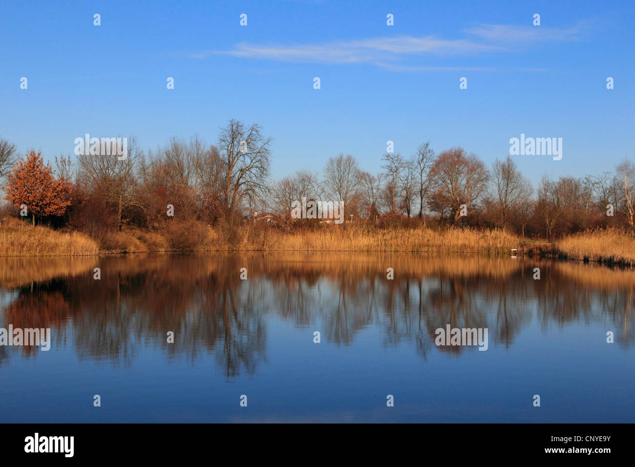 landscape at the Old Rhine on a sunny winter day, Germany Stock Photo