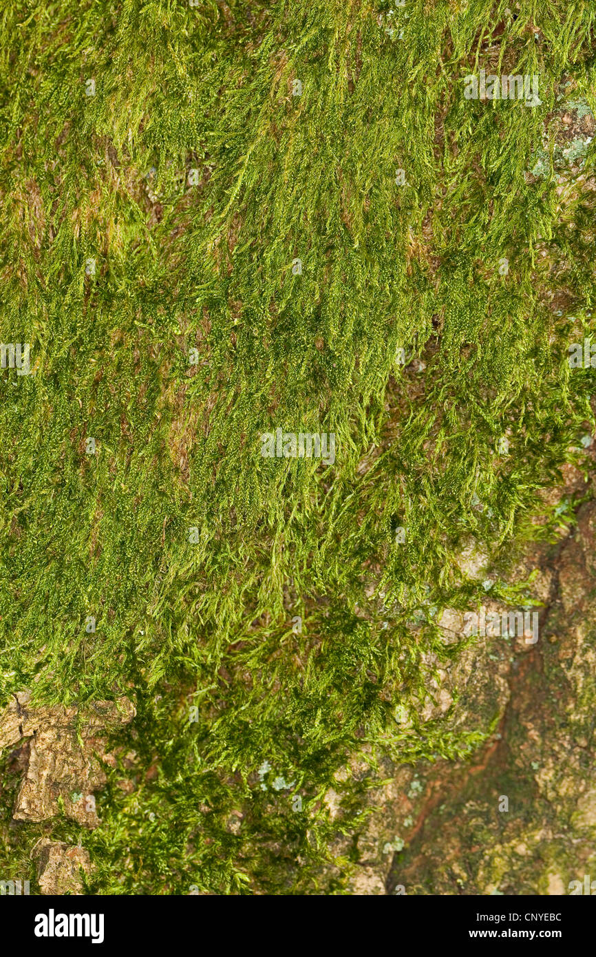 Cypress-leaved plait-moss, Hypnum moss (Hypnum cupressiforme), on a tree trunk, Germany Stock Photo