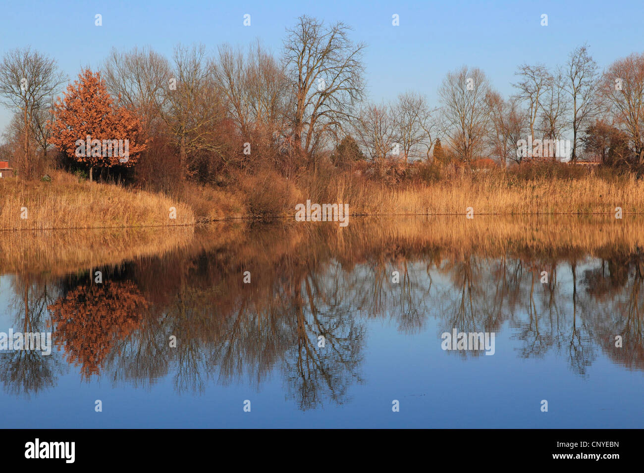 landscape at the Old Rhine on a sunny winter day, Germany Stock Photo