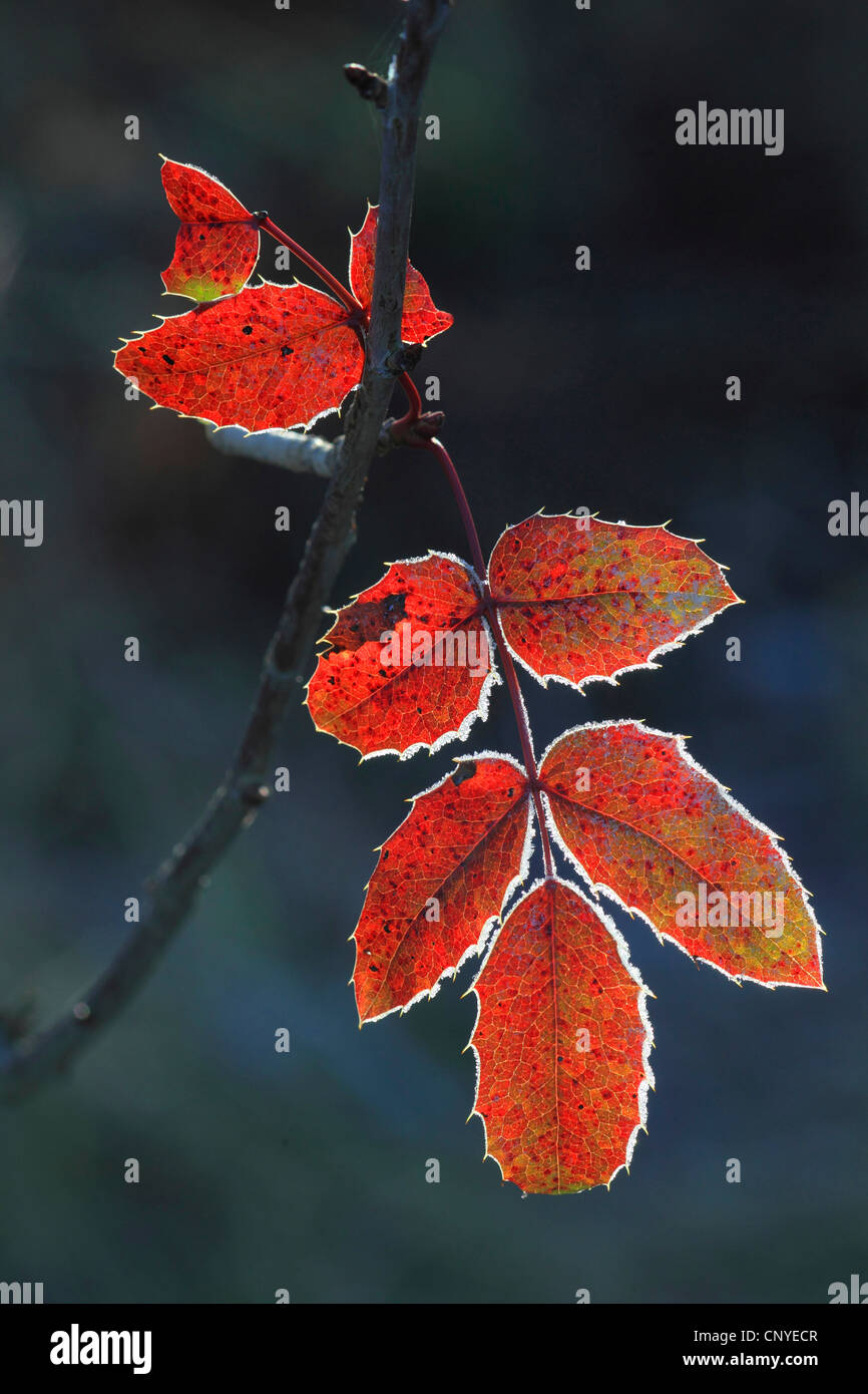holly-leaf oregongrape, oregon-grape, shining oregongrape, tall oregongrape, mountain grape (Mahonia aquifolium), leaf with roar frost Stock Photo