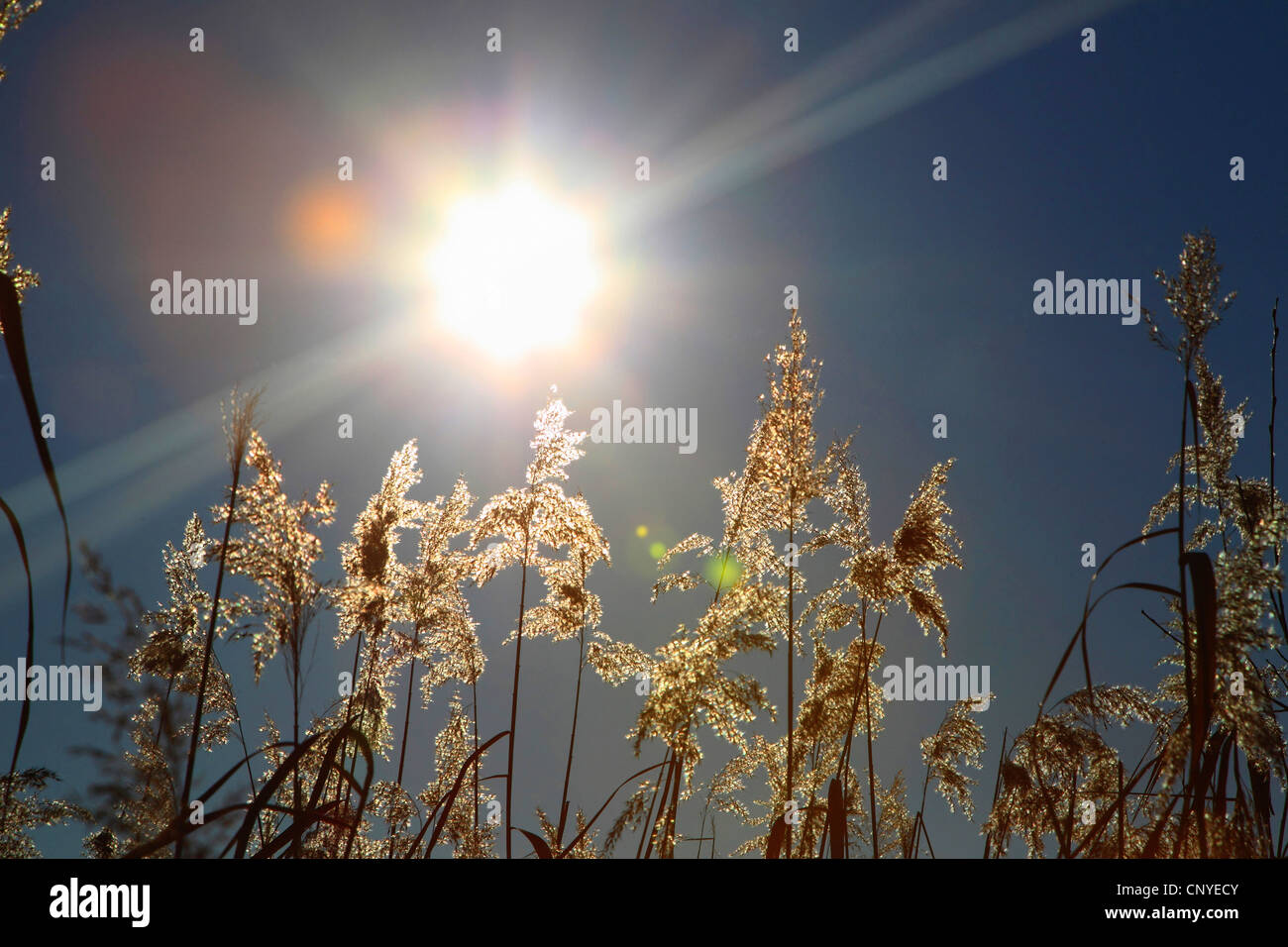 reed grass, common reed (Phragmites communis, Phragmites australis), inflorescences in backlight, Germany Stock Photo