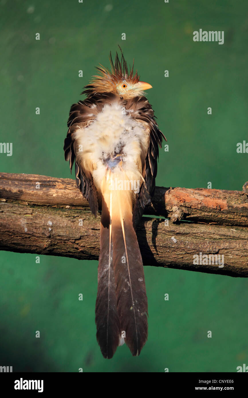 guira cuckoo (Guira guira), sitting on a branch Stock Photo
