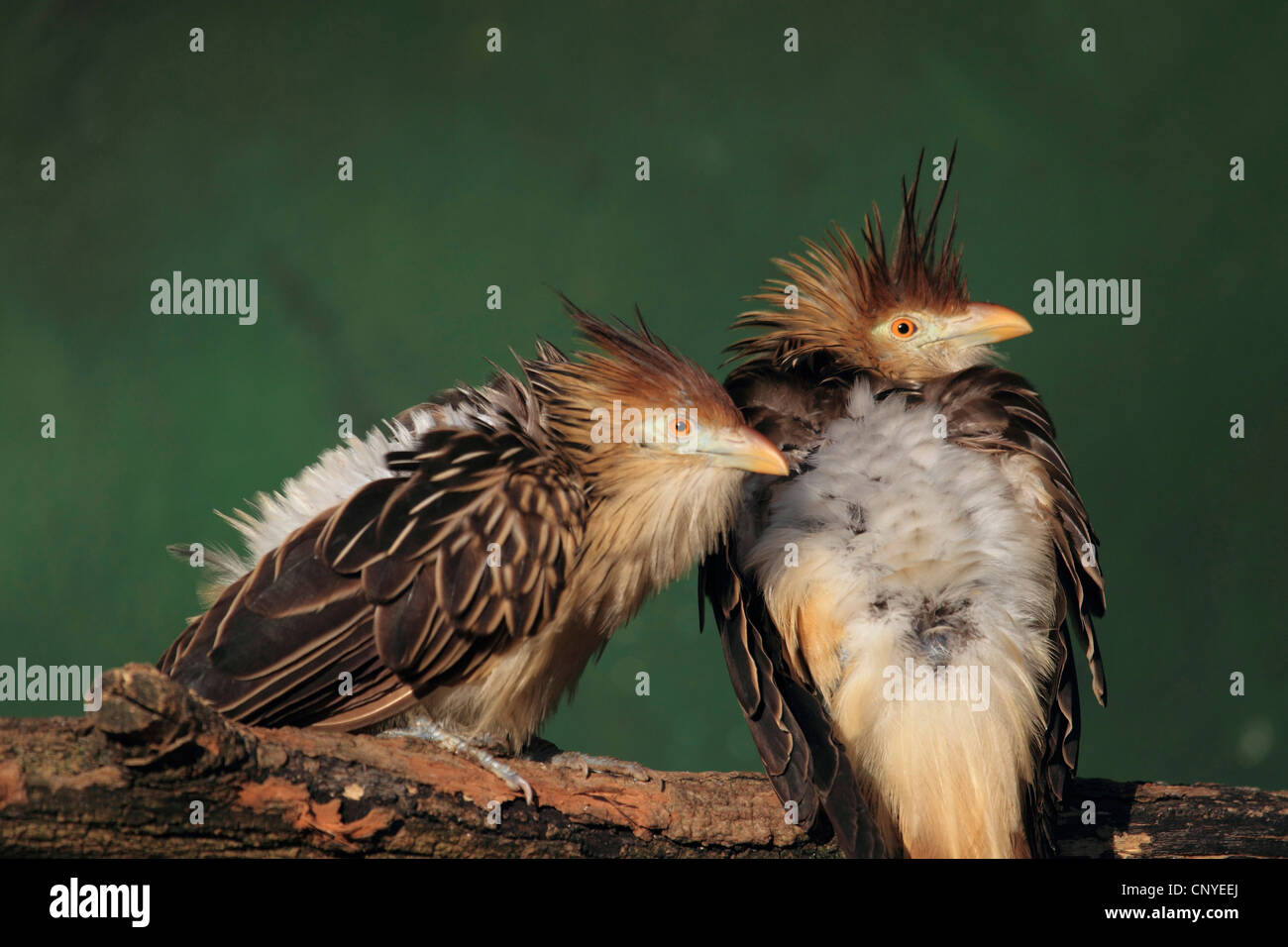 guira cuckoo (Guira guira), two birds sitting together on a branch Stock Photo