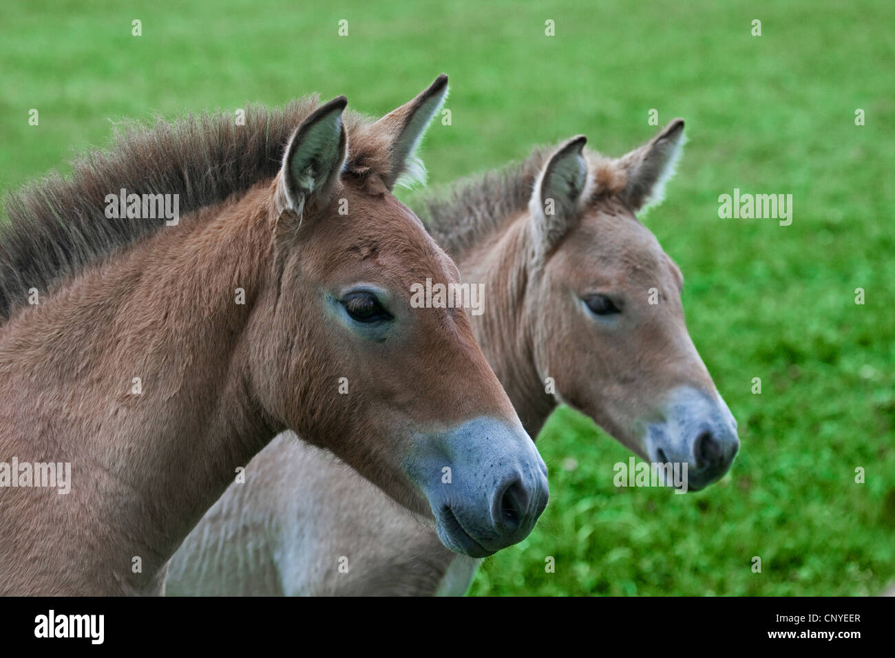Przewalski's horse (Equus przewalski), lateral portrait of two foals ...