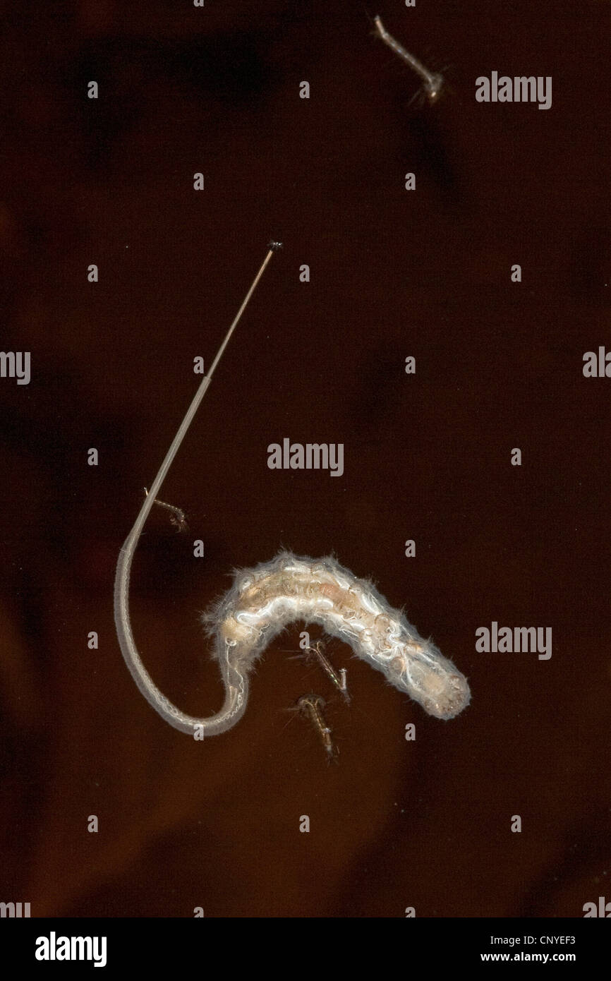 drone fly, rattailed maggot (Eristalis spec.), rat-tailed maggot with long extendible breathing tube Stock Photo