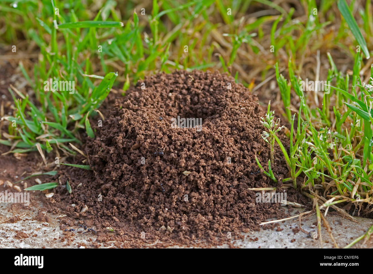 harvester ant (Messor spec.), ant nest in the grass Stock Photo