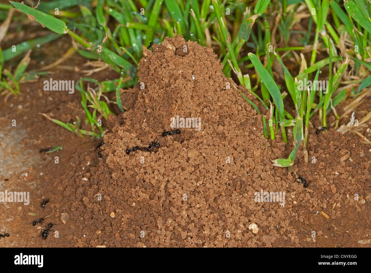 harvester ant (Messor spec.), ant nest in the grass Stock Photo