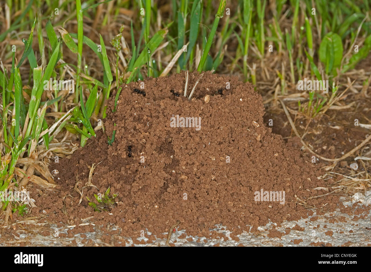 harvester ant (Messor spec.), ant nest in the grass Stock Photo Alamy