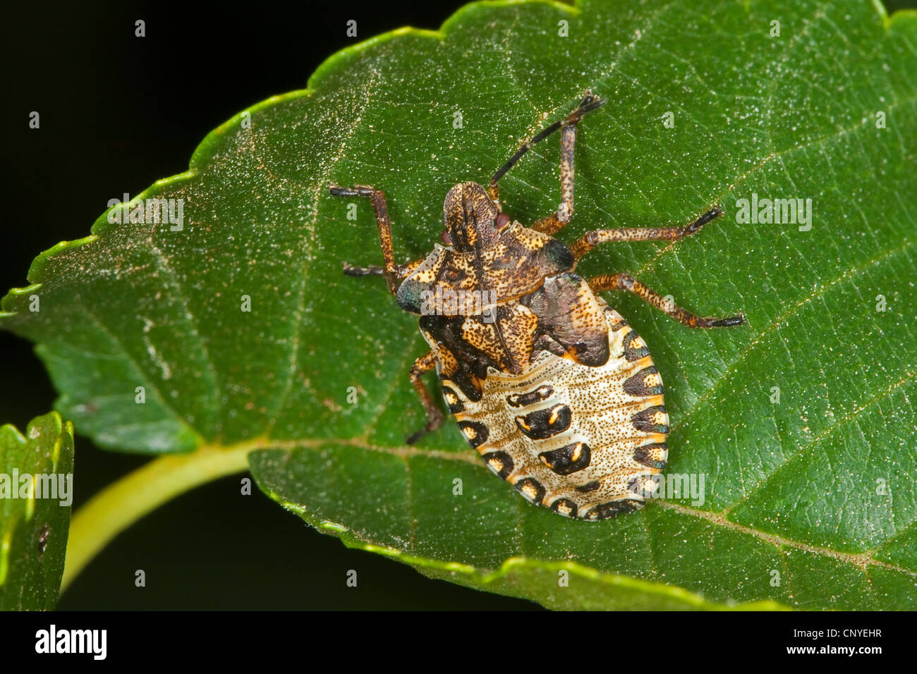 Insect Stadium Larva stadium hi-res stock photography and images - Alamy