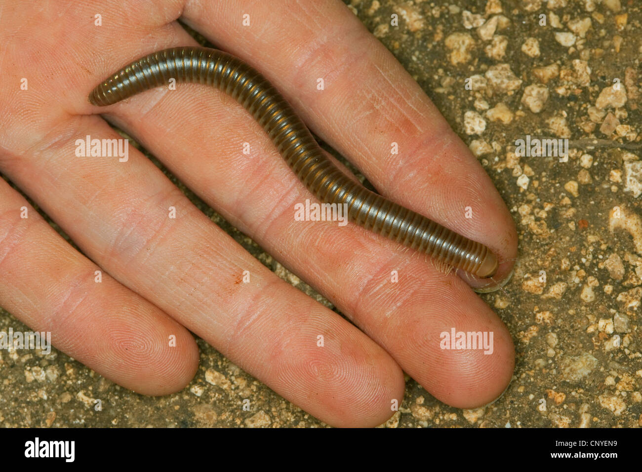 millipede, millepede, thousand-legger (Pachyiulus varius), walking on the palm of a hand, Italy, Sicilia Stock Photo