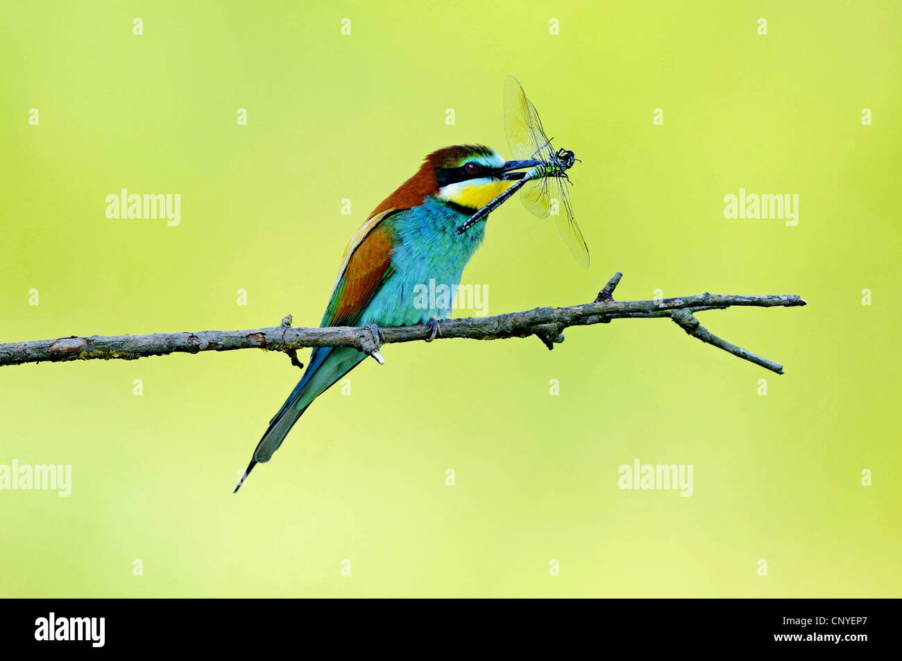 European bee eater (Merops apiaster), sitting on a branch with dragonfly in its beak, Bulgaria Stock Photo