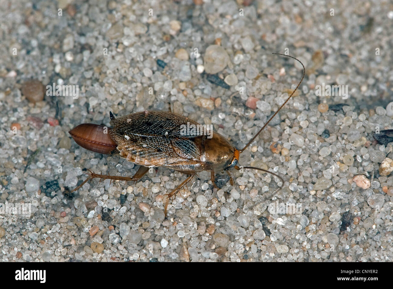 Ectobius Lapponicus High Resolution Stock Photography and Images - Alamy