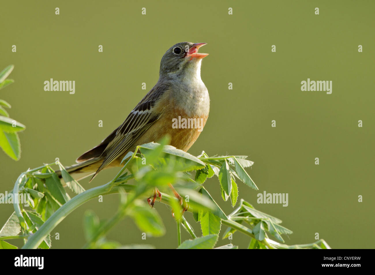 ortolan bunting (Emberiza hortulana), singing male on a branch, Bulgaria Stock Photo