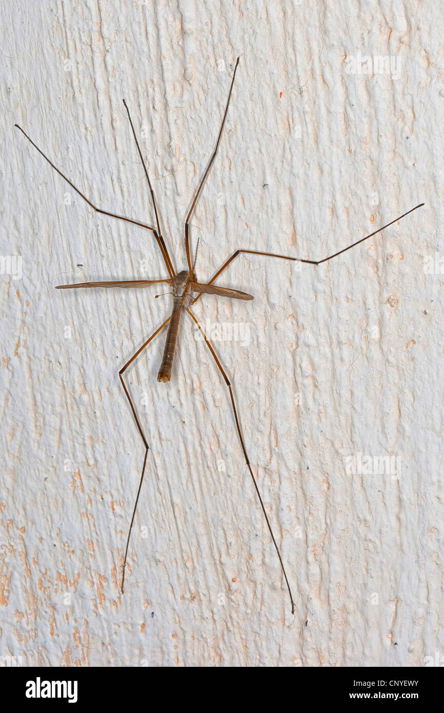 grey daddy-long-legs, crane fly, crane-fly, meadow cranefly (Tipula paludosa), sitting at a room wall Stock Photo