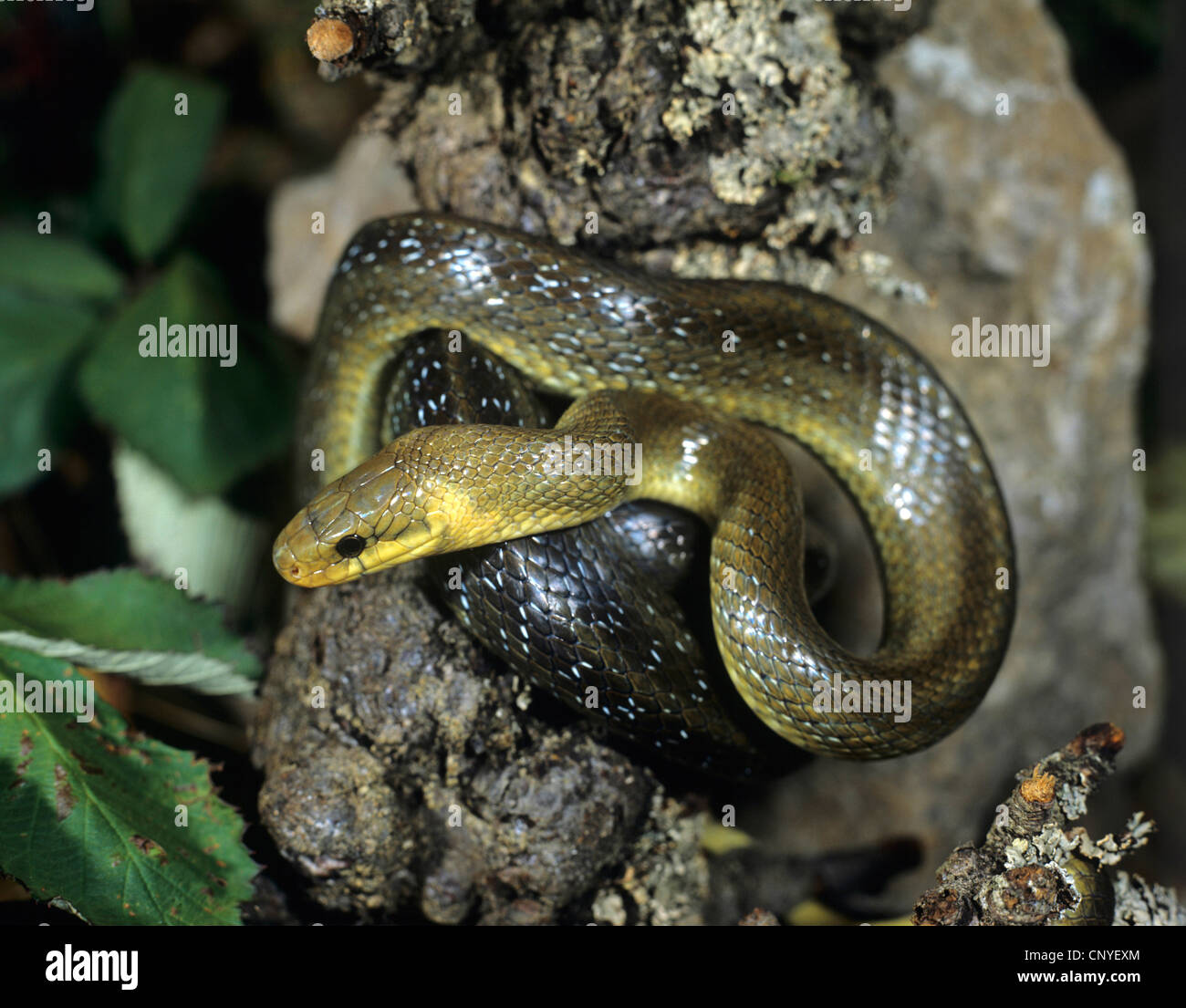 Aesculapian snake (Elaphe longissima, Zamenis longissimus), resting on a rock, Germany Stock Photo