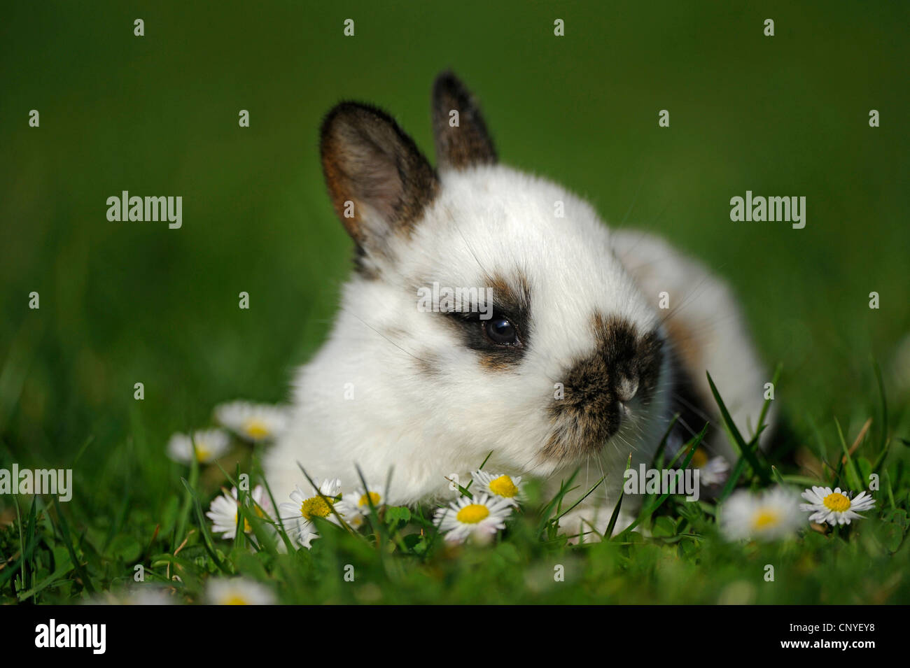 domestic rabbit (Oryctolagus cuniculus f. domestica), bunny lying in a ...