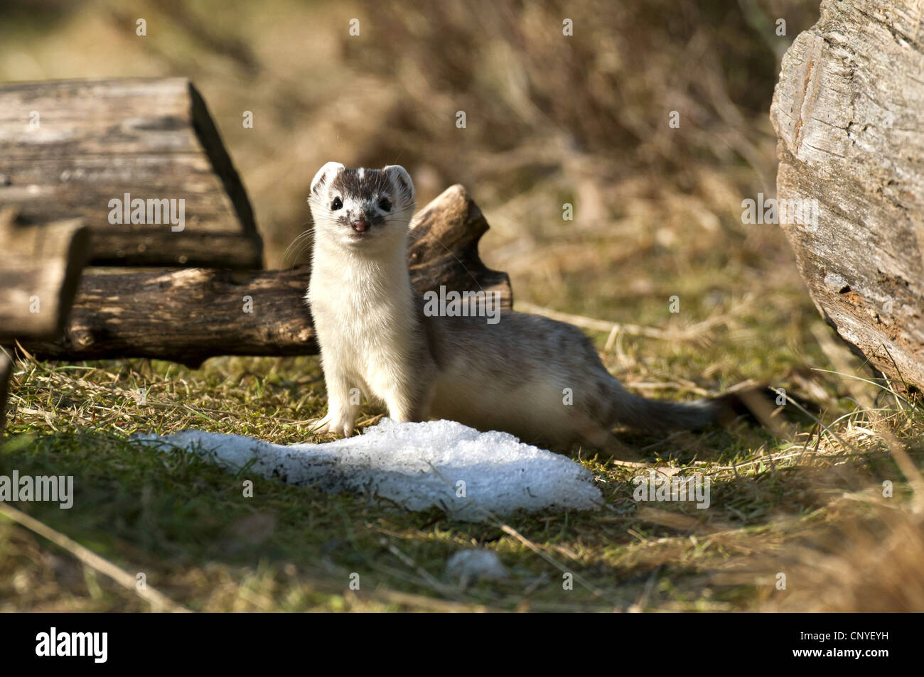 ermine, stoat (Mustela erminea), in white winter pelage, Germany, Lower Saxony Stock Photo