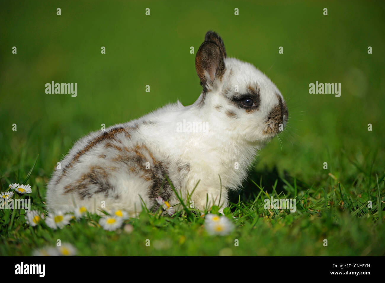 domestic rabbit (Oryctolagus cuniculus f. domestica), bunny sitting in ...