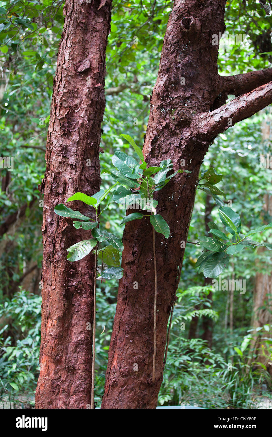 Red Beech (Dillenia alata), trunks in a rain forest, Australia, Queensland, Daintree National Park Stock Photo