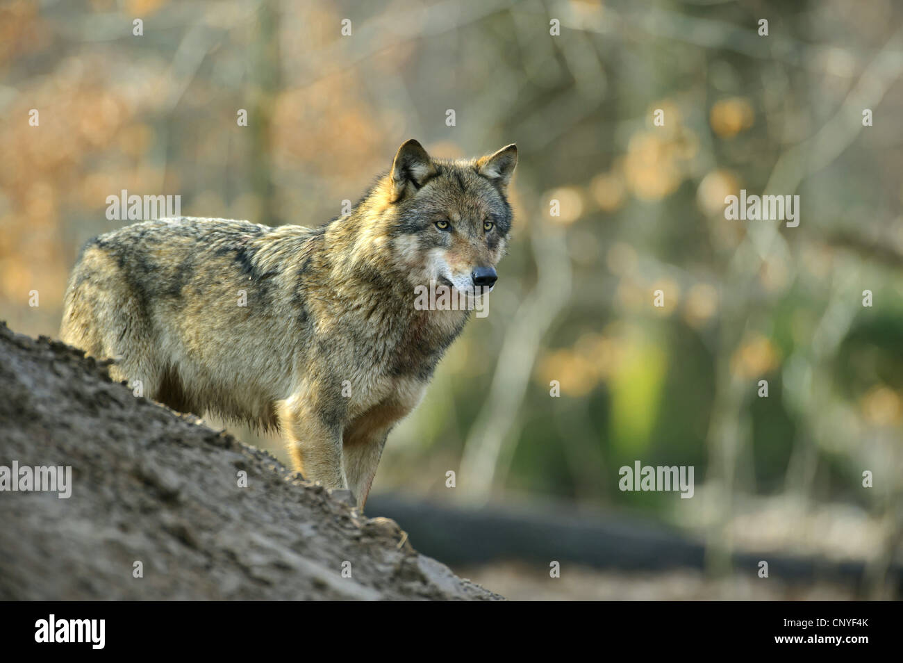 European gray wolf (Canis lupus lupus), looking down from a slope in the forest, Germany, Lower Saxony Stock Photo