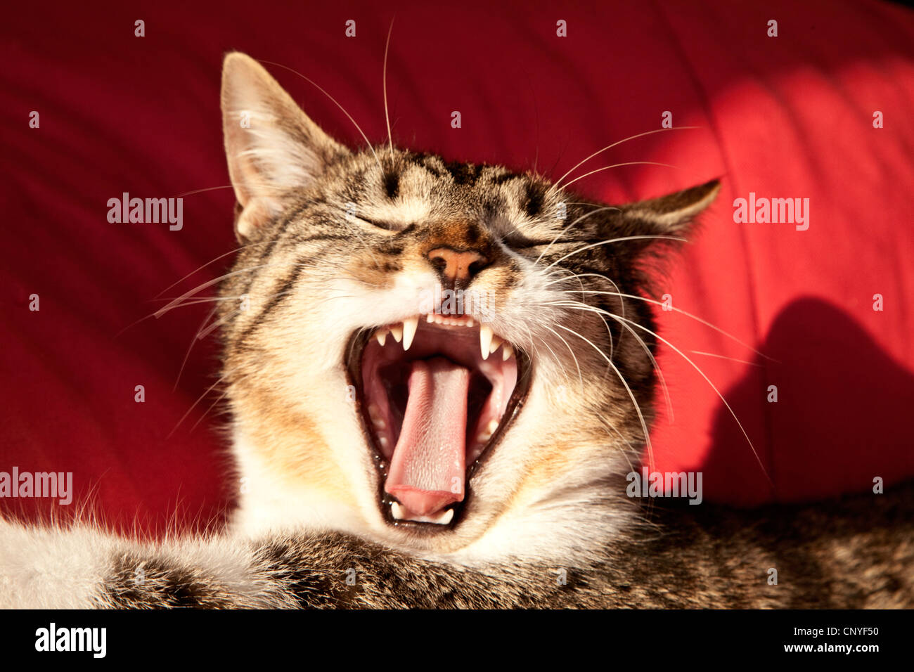 domestic cat, house cat (Felis silvestris f. catus), yawning tomcat, DEU, Deutschland, BRD Stock Photo