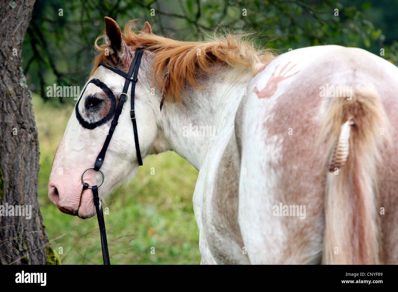 domestic horse (Equus przewalskii f. caballus), painted horse with circle around the eye Stock Photo