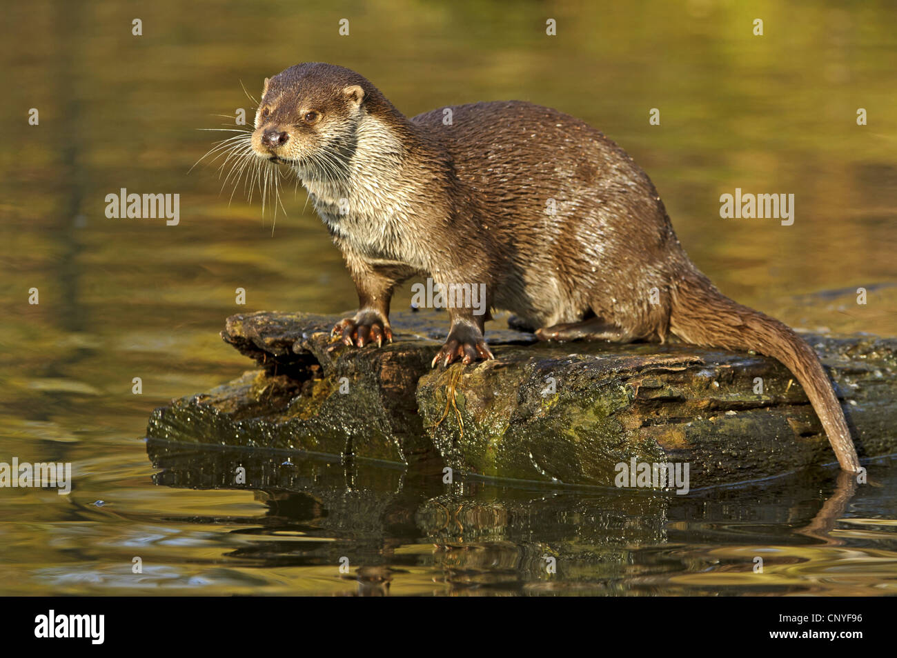 European river otter, European Otter, Eurasian Otter (Lutra lutra), sitting on dead wood in the water, Germany, Lower Saxony Stock Photo
