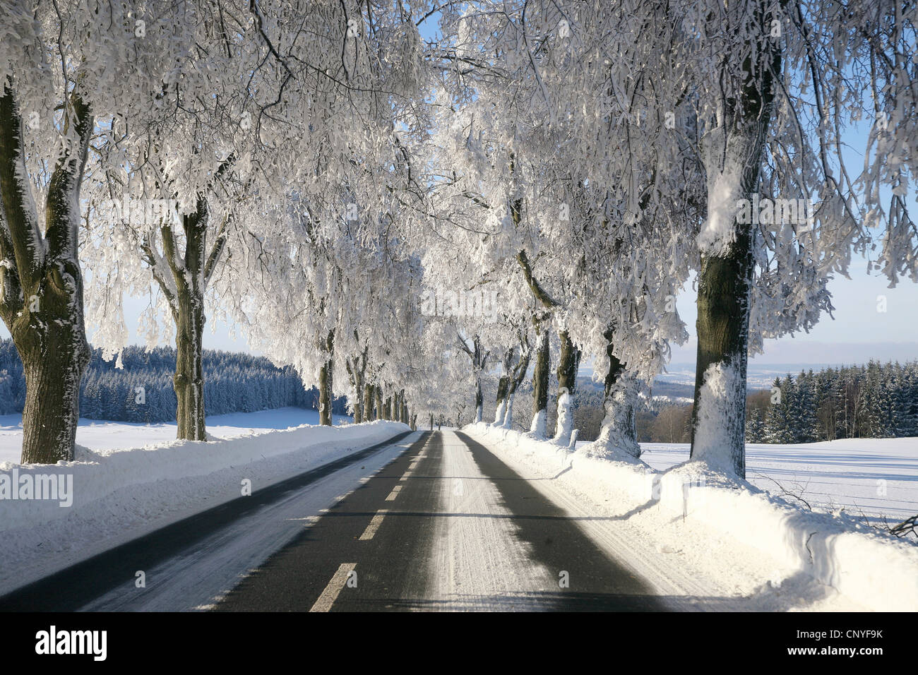 alley through a snow-covered landscape in the sunshine Stock Photo - Alamy