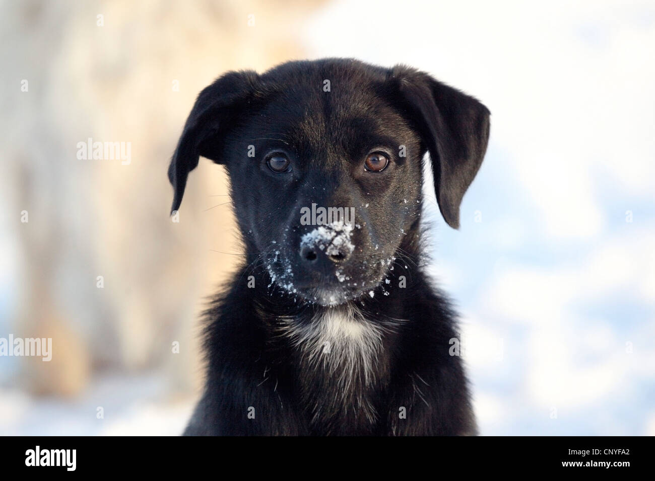 Labrador Retriever (Canis lupus f. familiaris), young Labrador mix with snow at the snout Stock Photo
