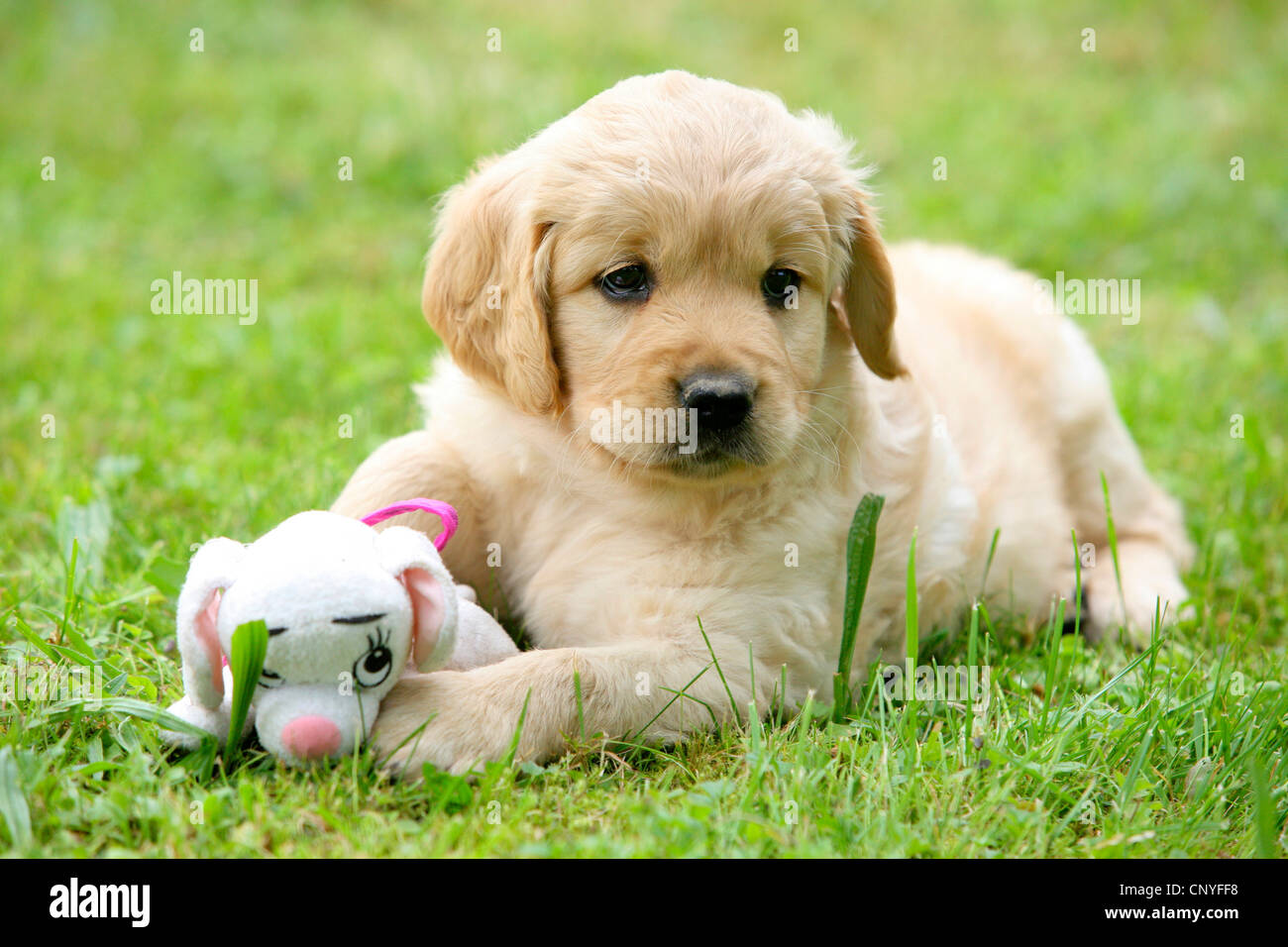 mixed breed dog (Canis lupus f. familiaris), Labrador mix, puppy lying in a meadow with soft toy Stock Photo