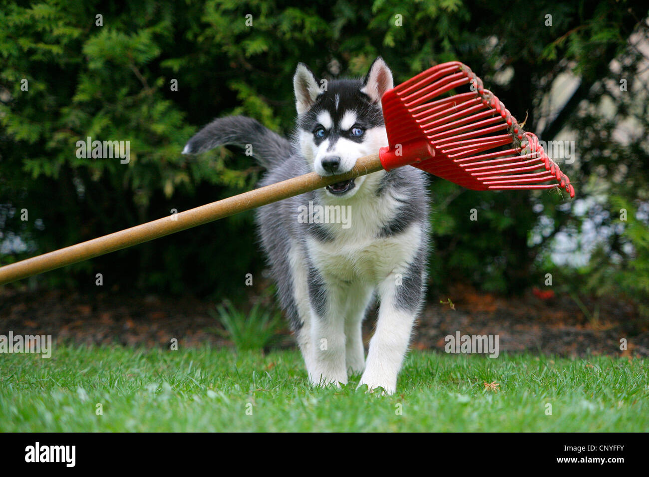 Husky Hand Rake Carrying garden tools hi-res stock photography and images - Alamy