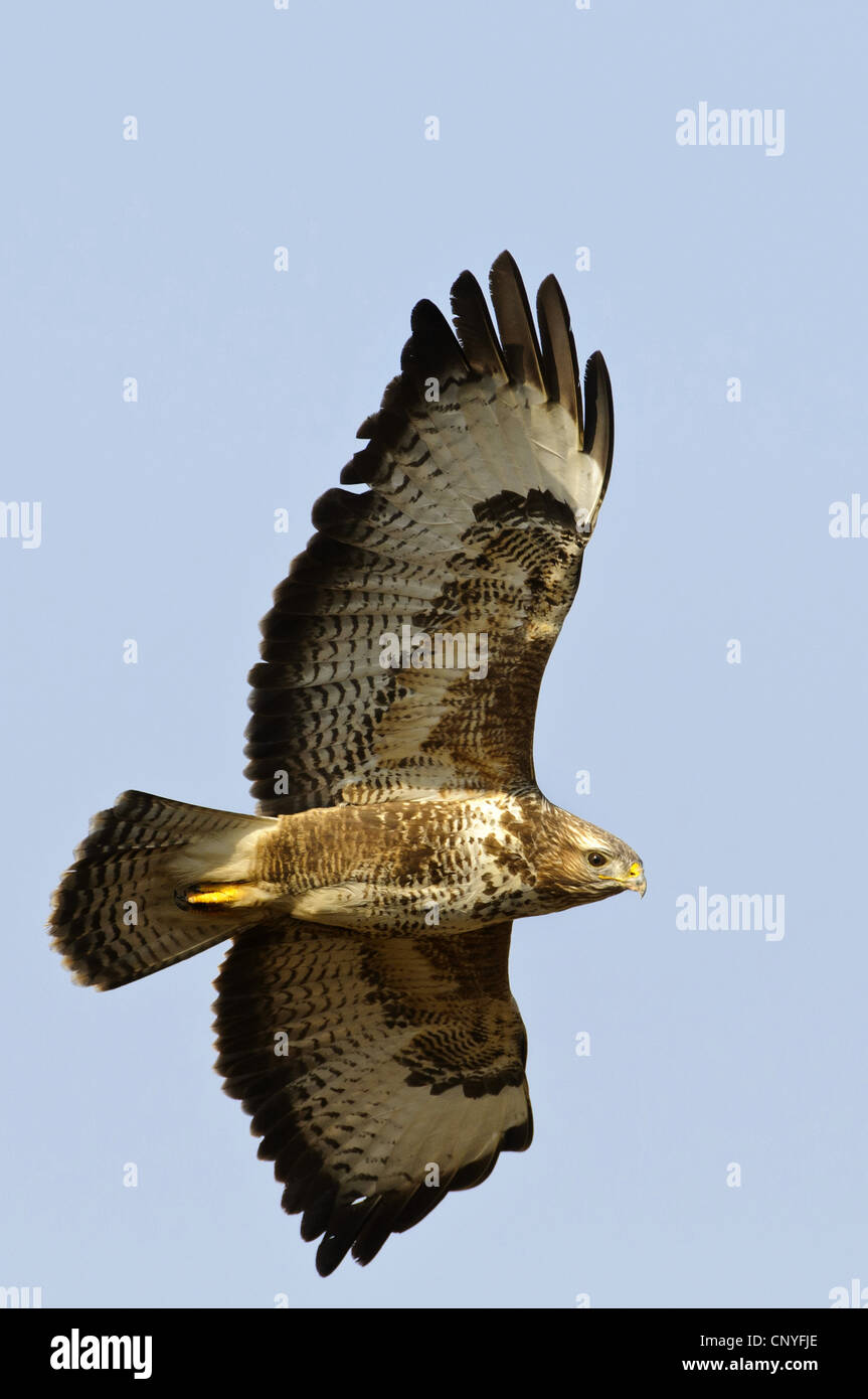 Eurasian buzzard (Buteo buteo), flying, Germany, Lower Saxony Stock Photo