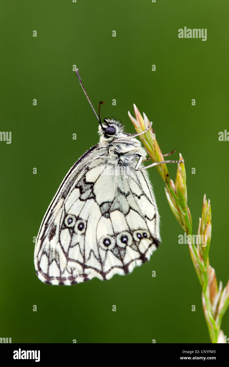 marbled white (Melanargia galathea), sitting at a grass, Germany, Rhineland-Palatinate Stock Photo