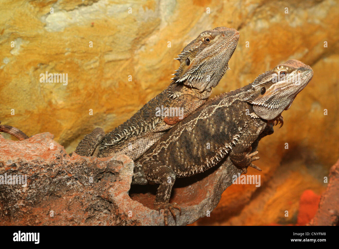 bearded dragon (Amphibolurus barbatus, Pogona barbatus), two bearded dragons on a stone Stock Photo