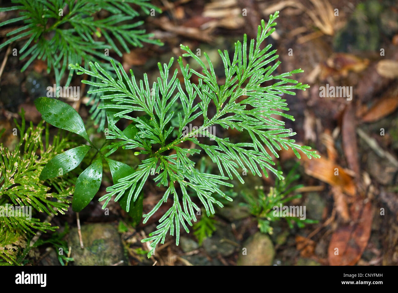 Electric fern (Selaginella longipinna), on the ground of tropical rainforest, Australia, Queensland, Daintree National Park Stock Photo