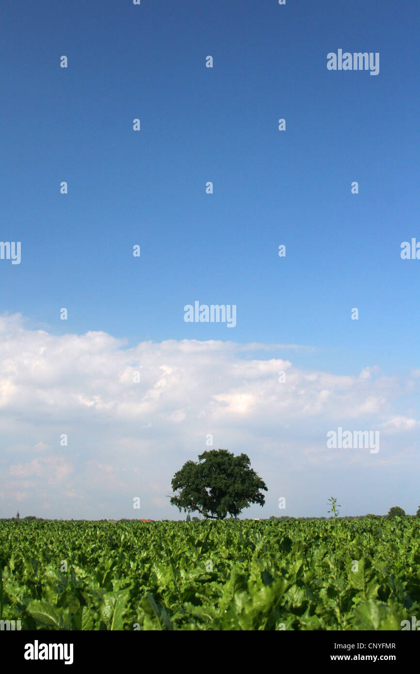 common oak, pedunculate oak, English oak (Quercus robur), field with