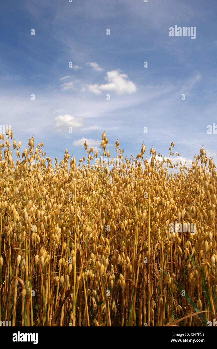 cultivated oat, common oat (Avena sativa), oat field in summer, Germany